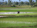 Trajet entre Kompong Trach et Phnom Penh